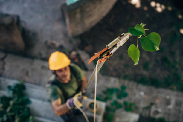 Why Choose Our Tree Removal Services in West Wood, UT?